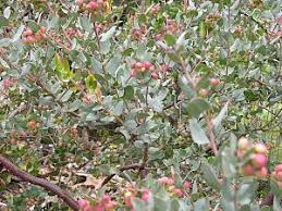 Image result for Macrotyloma densiflorum