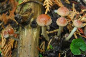 Image result for Polyspatha oligospatha