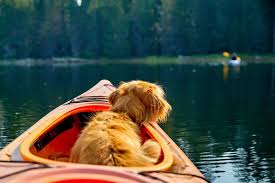 Fishing kayaks are another good option to consider. 8 Best Kayaks For Dogs Our 2021 Guide To Picking The Perfect Kayak