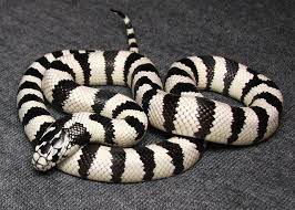 Wide White Banded California Kingsnake California King Snake Pet Snake Pretty Snakes