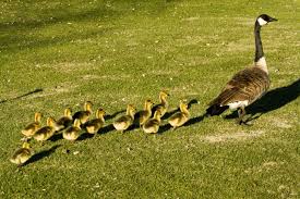 Baby Geese Beautiful Duck High Definition Wallpaper High Def Wallpapers Animal Categories Animals