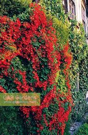 Check spelling or type a new query. Tropaeolum Speciosum Stock Photo By John Glover Image 0015122