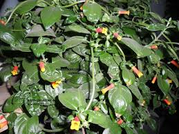 Image result for Manettia