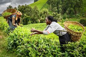 The place itself is extremely well constructed as a tourist attraction even for individual the tea plantations are fantastic. Kenya Tea Plantations And Mountains Vistas Around Meru Video En Infoglobe Cz