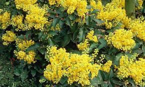 Specie arbustiva, sempreverde, molto ramificata, dall'altezza superiore anche ai 2 m, con odore aromatico pronunciato. Cespuglio Fiori Gialli