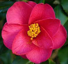 Camellia Flower Pictures Meanings Beautiful Flowers Pictures Flowers Flower Pictures