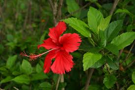 Image result for Hibiscus