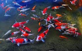 Ikan hampir dapat ditemukan hampir di semua tipe perairan di. Pengertian Ikan Pisces Ciri Jenis Klasifikasi Dan Contoh