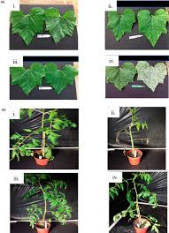 A review of its greenhouse & floriculture pulblications. Surfactants In Plant Disease Management A Brief Review And Case Studies Jibrin 2021 Plant Pathology Wiley Online Library