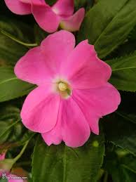 Image result for Impatiens irvingii