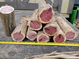 Image result for Berchemia zeyheri