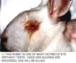 Cosmetic testing on animals is a type of animal testing used to test the safety and hypoallergenic properties of cosmetic products for use by humans. Cosmetics Tested On Animals Banned In The Eu Or Are They Uk Human Rights Blog
