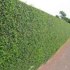 Dreamstime is the world`s largest stock photography community. Ligustrum Ovalifolium 60 90cm 2 3ft Bare Root Green Privet Evergreen Hedging Plants From Gardeners Dream Uk