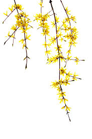 Pin By Still By Mary Jo Hoffman On Still On White Watercolor Flowers Spring Images Flowers