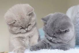 Cuties Kittens Cats Cat Catsofinstagram Kitten Of Catstagram Kitty Catlover Instac Kittens Cutest Cute Cats And Kittens Cute Cats