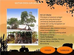 Ini kerana hutan mempunyai kepentingan yang tersendiri. Hutan Paya Air Tawar Di Malaysia Kepentingan Hutan Paya Bakau Di Malaysia Pembangunan Lestari Komuniti Penternak Akuakultur Udang Galah Di Negeri Sembilan Nurulseptember