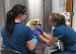 Early on, cervical cancer may not cause signs and symptoms. Dog Cancer Symptoms Diagnosis Treatment North Elm Animal Hospital