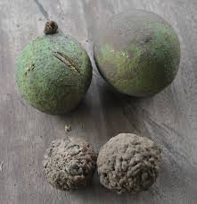 Image result for Anisophylleaceae