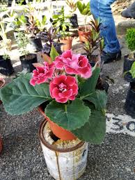 08000 sungai petani, kedah malaysia. Infoterkini Kedai Jual Pokok Bunga Buah Sungai Petani