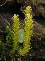 Image result for Selaginella mittenii