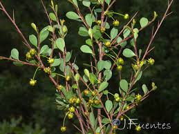 Image result for Flueggea