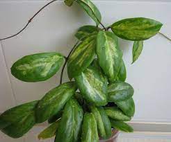 Hoya Incrassata Moon Shadow Hoya Plants Diy Plants Plant Life