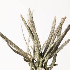 Image result for Euphorbia platycephala