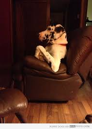 Enchanted home pet panache sofa Great Dane Sitting Like A Boss Great Dane Big Dogs Lap Dogs