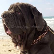 The breed is closely related to the cane corso. Prong Collar For Neapolitan Mastiff Big Dog Pinch Collar Hs26 1057 Collare Con Le Punte Di Herm Sprenger 3 25 Mm Dog Harness Dog Muzzle Dog Collar Dog Leash Bite Sleeves
