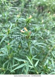 Image result for Stylosanthes