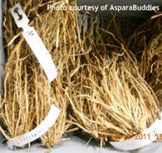 Asparagus plants for sale uk. Asparagus Plants Also Know As Crowns How To Chose Which To Grow