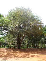 Image result for Maprounea