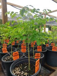 Image result for Moringa