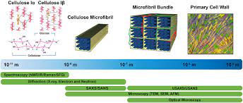 An animal cell is irregular in their shape and this is mainly due to the lack of cell wall in their cells. Frontiers Progress And Opportunities In The Characterization Of Cellulose An Important Regulator Of Cell Wall Growth And Mechanics Plant Science