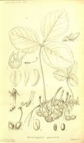 Image result for Macrotyloma