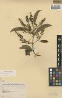 Image result for Combretum celastroides