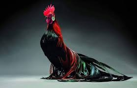 25 artikel tentang kerusakan lingkungan dan alam paling populer ini berisikan 25 artikel teratas dari kategori kerusakan lingkungan atau yang bertemakan kerusakan lingkungan dan kerusakan alam yang mendapatkan kunjungan paling banyak di blog ini. Antara Ayam Tercantik Di Dunia Pen Hitam Dot Com Facebook