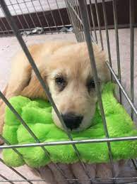 Check spelling or type a new query. Animal Kingdom Puppies N Love Accused Of Selling Puppy Mill Dogs