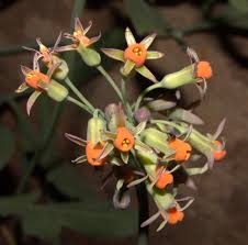 Image result for Tulbaghia cameronii