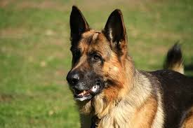 Tough sounding female dog names can be inspired by fiction or reality. Guard Dog Names 230 Tough And Strong Dog Names Petpress