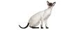 Siamese Cat Breed Facts & Pictures | petMD | PetMD