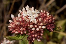 Image result for Pentas schumanniana
