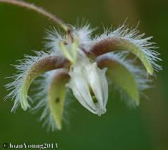 Image result for Pergularia