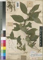 Image result for Neuracanthus africanus