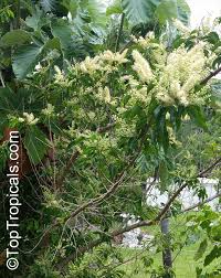 Image result for Combretum padoides