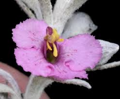 Image result for Sopubia ramosa