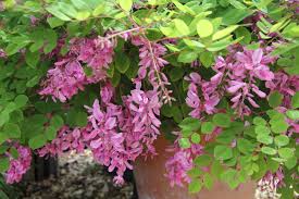 Image result for Indigofera kirkii