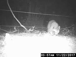 An electric fence system from zareba can be matched to any animal control situation, offering both budget and design exibility. Raccoon Vs Electric Fence Part 2 Youtube
