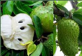 Résultat de recherche d'images pour "corossol"