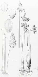 Image result for Schoenoplectus sp.no.1
